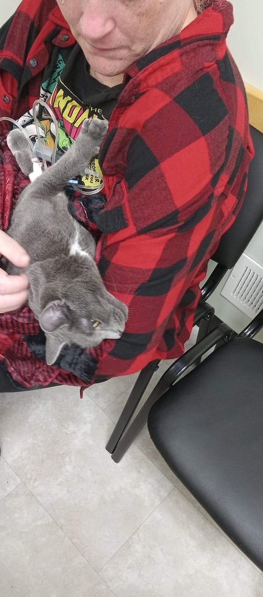 AmethystMoonx's tweet photo. https://t.co/DyUswKqTjL #GoFundMe 

I had to lay my baby boy to rest. I need help paying for his ashes so I can bring him home where he belongs to R.I.P. https://t.co/OYNtJDKali