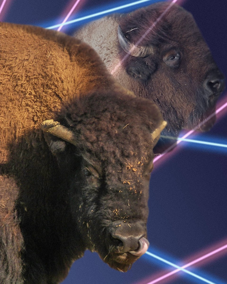Bison have lived in North America for around 400,000 years! Over that time they have shaped landscapes with their movements and grazing, fed generations of people and looked great doing it😎