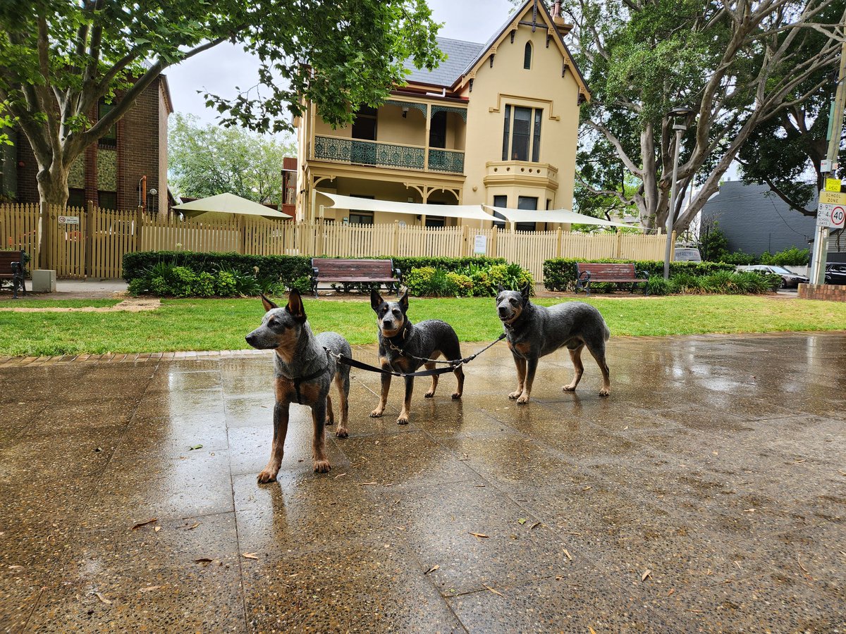 Three extremely good dogs waiting for their owner outside the IGA