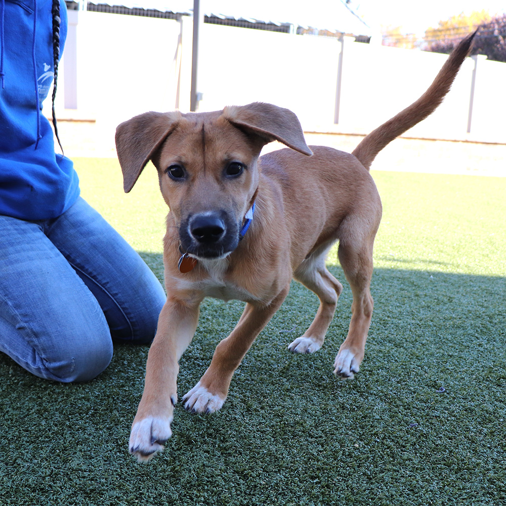 Look at this cutie!  It’s Pedro!  He’s a six-month-old Black Mouth Cur mix.  He’s looking for an owner who will teach him how to be a good boy.  He can’t wait to go on walks and play a fun game of fetch!   #GetYourRescueOn #Adopt #NorthShoreAnimalLeagueAmerica #G28786