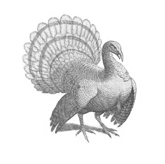 WIIATW's tweet photo. Weather certainly impacted crops for feeding turkey's this year, but it seems Avian Flu is a bigger reason for high prices and smaller size - https://t.co/35tQpmMF2k https://t.co/oxiHA74MJk