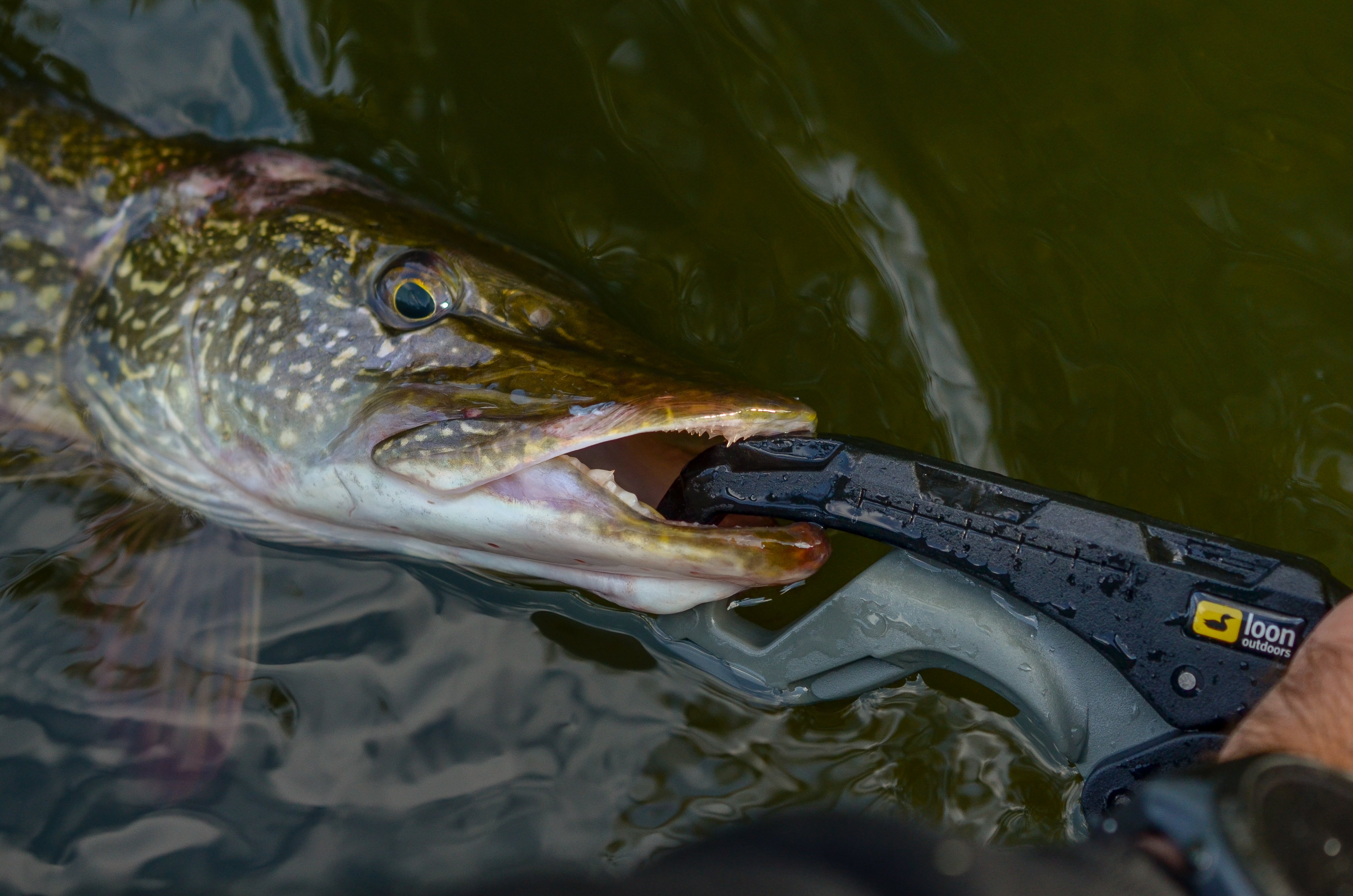 Loon Outdoors (@loonoutdoors) / X