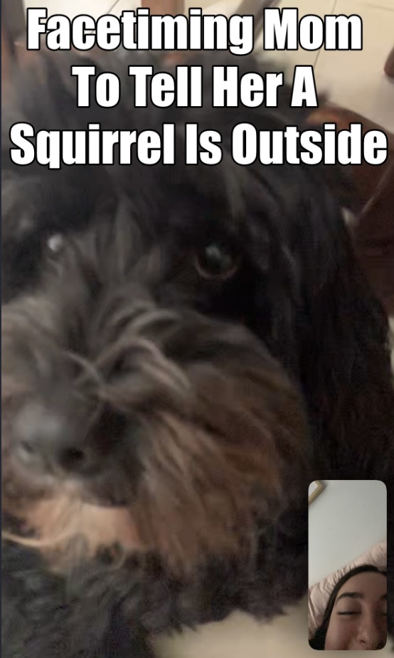 Callie2anderson's tweet photo. #facetimedog #MCO335 #DogLover 🐶❤️ https://t.co/VKsa3IeXGo