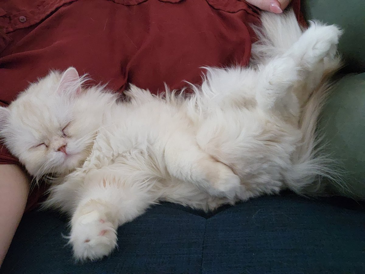 pnayanaychan's tweet photo. @VarisUndead Cloud Moogie Bean
Aka: Stinky Butt Baby
Pee Pee Butt
Little Prince
The Prodigal Son
Adorable Menace to Society
Cloudy Boy
Cloud With a Chance of Stinky
Fluff Butt
Chaos Gremlin https://t.co/ZRLT1n5Irg