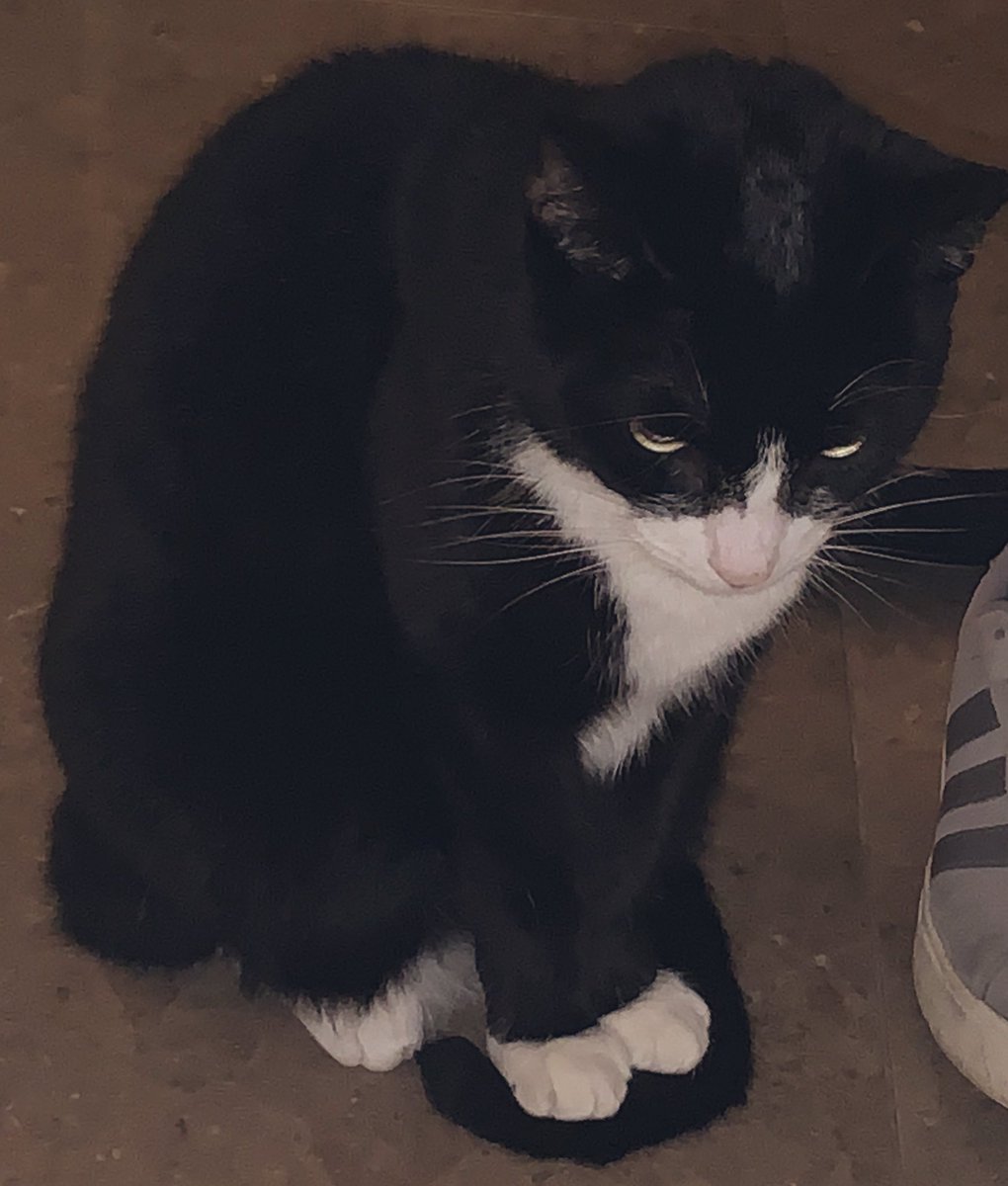 daraghmcdermott's tweet photo. I present to you Cat 2.0, now with inbuilt protection against cold tiles on the toebeans #CatsOfTwitter #kitty #toebeans #kittycat #coldpaws https://t.co/6mqdanvrA2