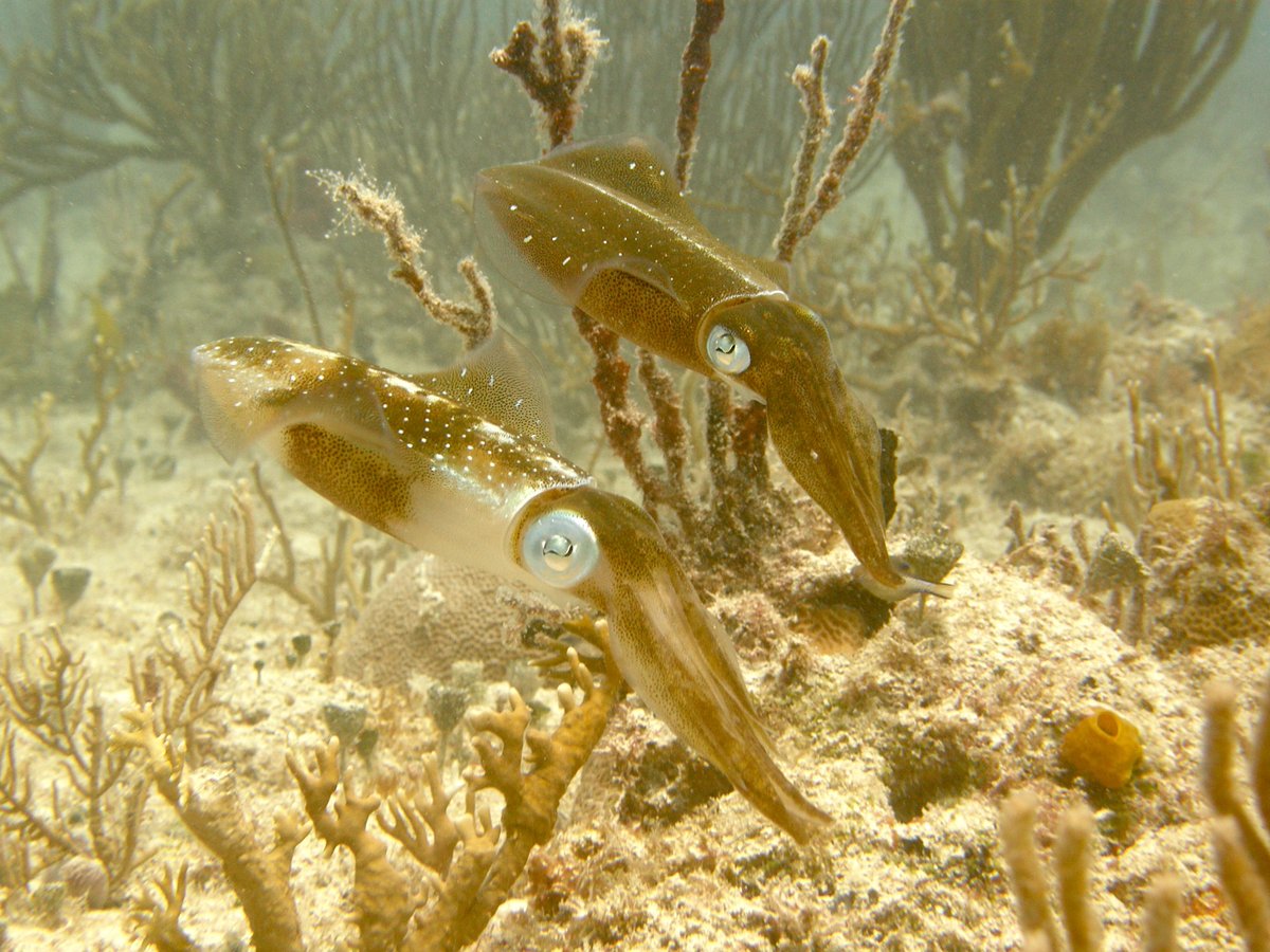 Dr Alex Schnell (@dr_alexschnell) on Twitter photo Our new paper led by <a href="/AndrewCrump94/">Andrew Crump</a> is out in Nature Food! We discuss sentience in cephalopods 🐙🦑& decapods 🦞🦀🦐 & how current practices in the seafood industry present challenges for animal welfare
<a href="/birchlse/">Jonathan Birch</a>, <a href="/zoophilosophy/">Dr Heather Browning (Veit)</a> & Charlotte Burn.
nature.com/articles/s4301… Our new paper led by <a href="/AndrewCrump94/">Andrew Crump</a> is out in Nature Food! We discuss sentience in cephalopods 🐙🦑& decapods 🦞🦀🦐 & how current practices in the seafood industry present challenges for animal welfare
<a href="/birchlse/">Jonathan Birch</a>, <a href="/zoophilosophy/">Dr Heather Browning (Veit)</a> & Charlotte Burn.
nature.com/articles/s4301…