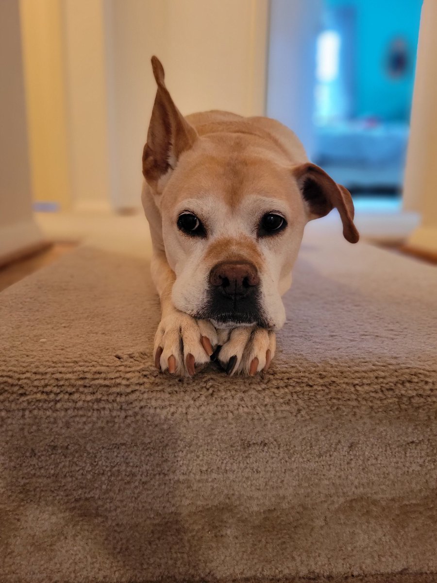 HalfBoxer's tweet photo. @dog_rates I feel ya, Coop. https://t.co/VXnJHVr26u