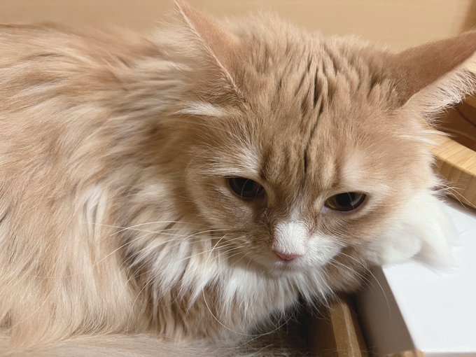 おはようございます〜
おてて添えておねむなシャルちゃん🐾 