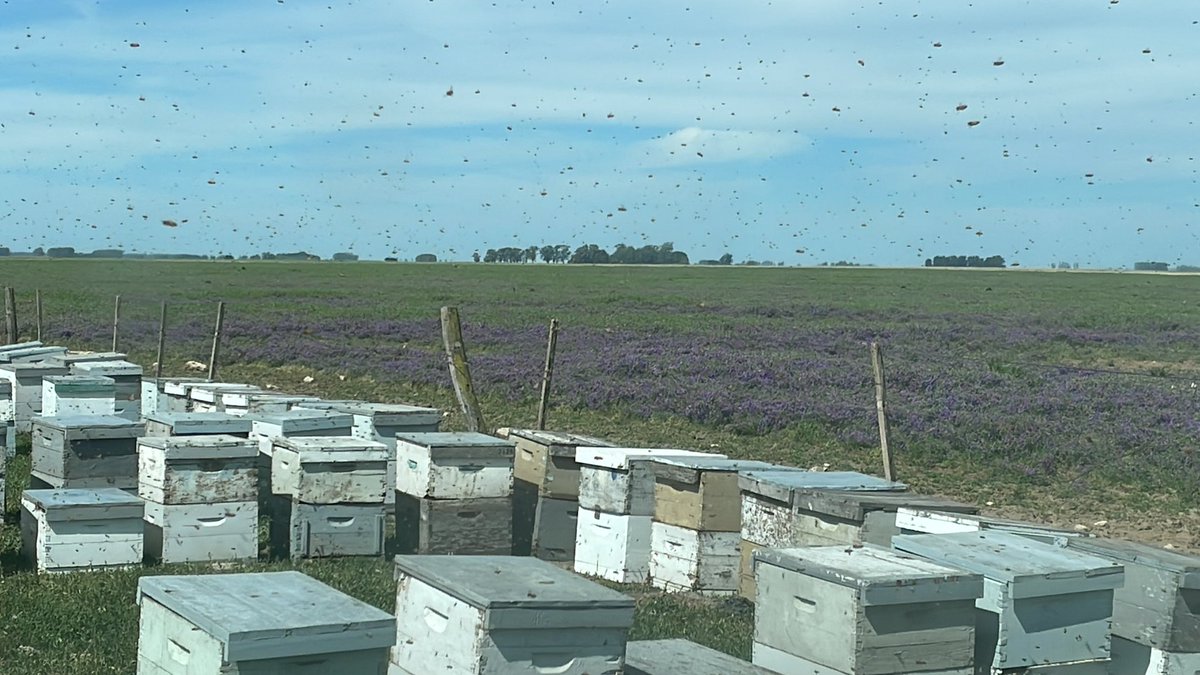 Vamos chicas!!! Polinicen esa vicia que no para la producción de semilla