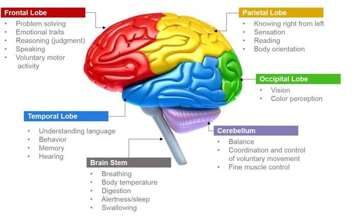 medictests's tweet photo. Functions of each lobe of the brain! https://t.co/1MnDpMM9a1