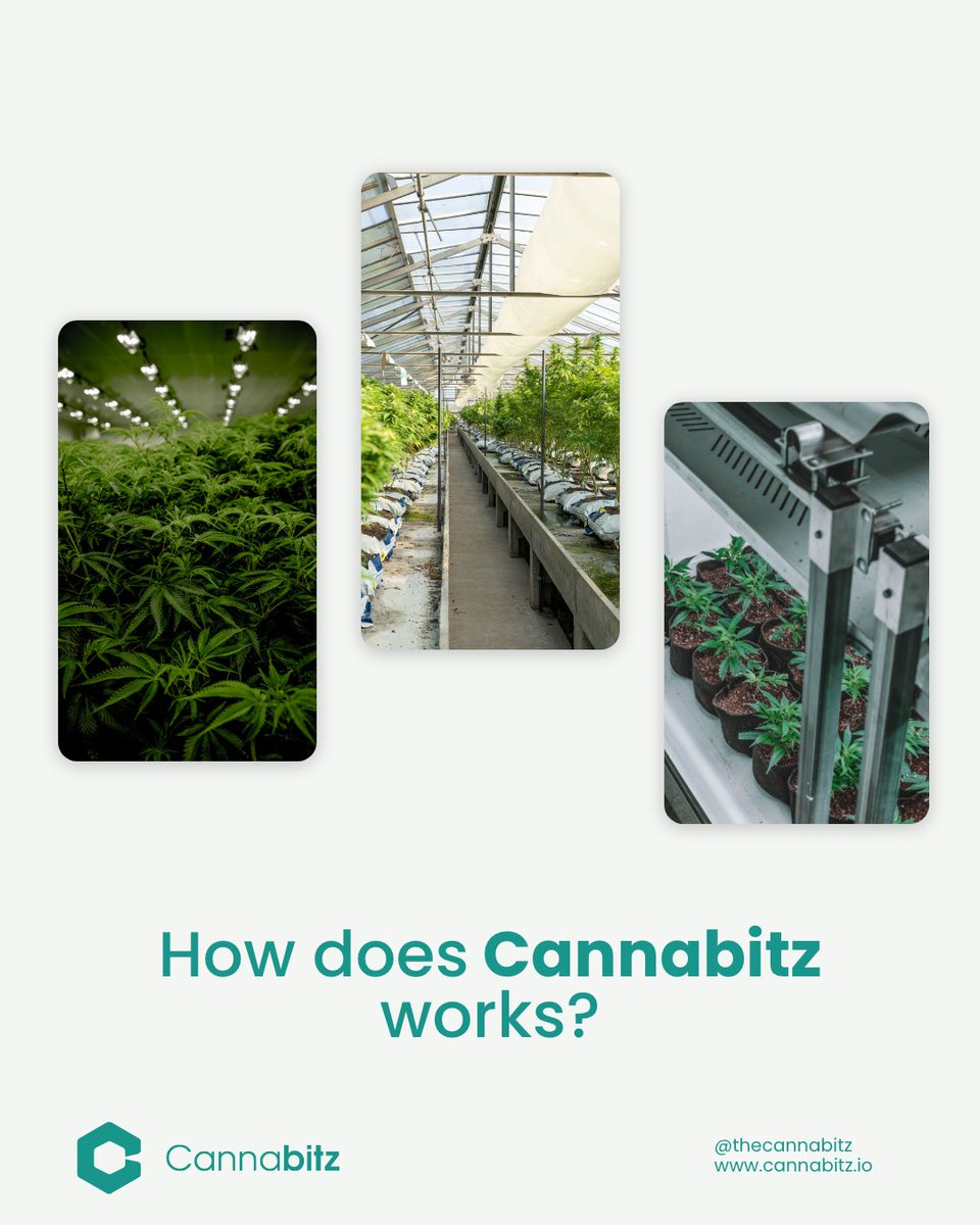 Cannabitz_io's tweet photo. We are a digital ecosystem in which all members of the c4nn*b1s trade chain participate. Learn more at @Thecannabitznetwork https://t.co/uzubW6eC9F