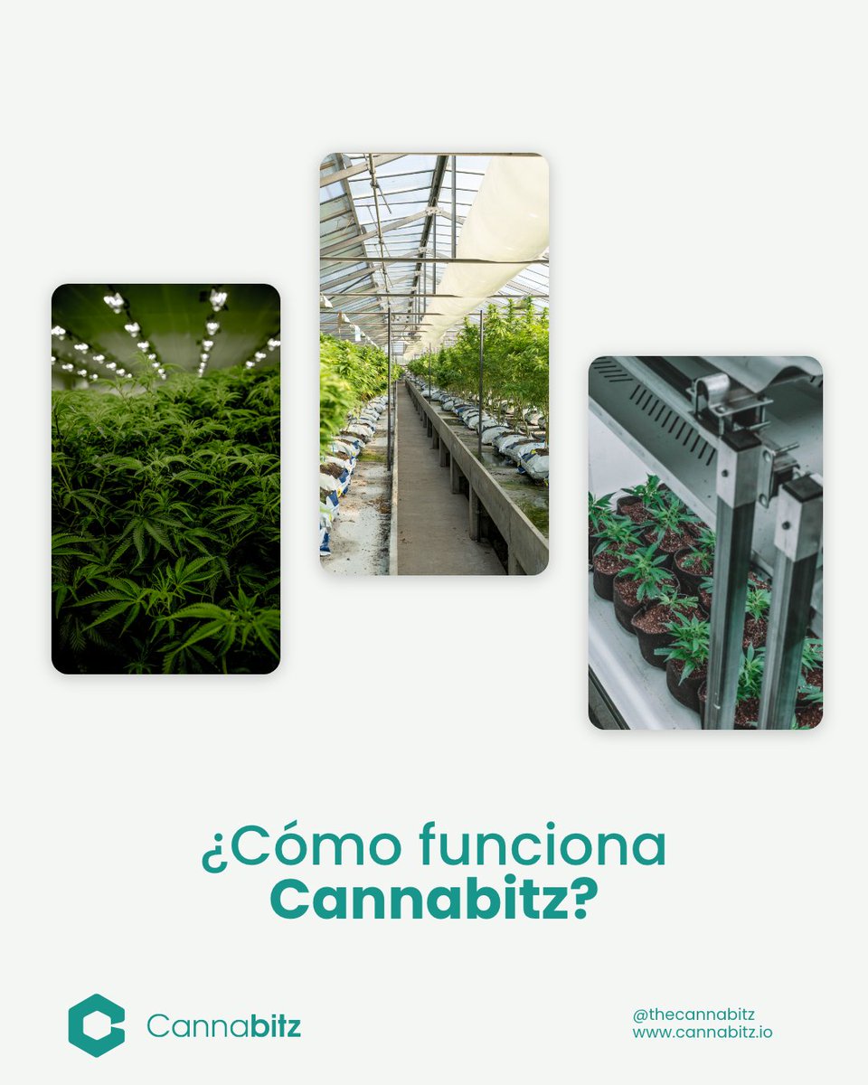 Cannabitz_io's tweet photo. We are a digital ecosystem in which all members of the c4nn*b1s trade chain participate. Learn more at @Thecannabitznetwork https://t.co/uzubW6eC9F