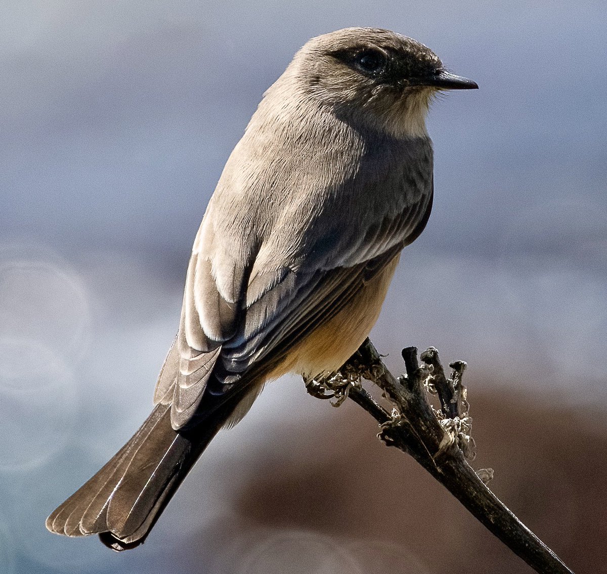 A lovely Say’s Phoebe spent a few days by the ocean, Birdrock, La Jolla CA, last week