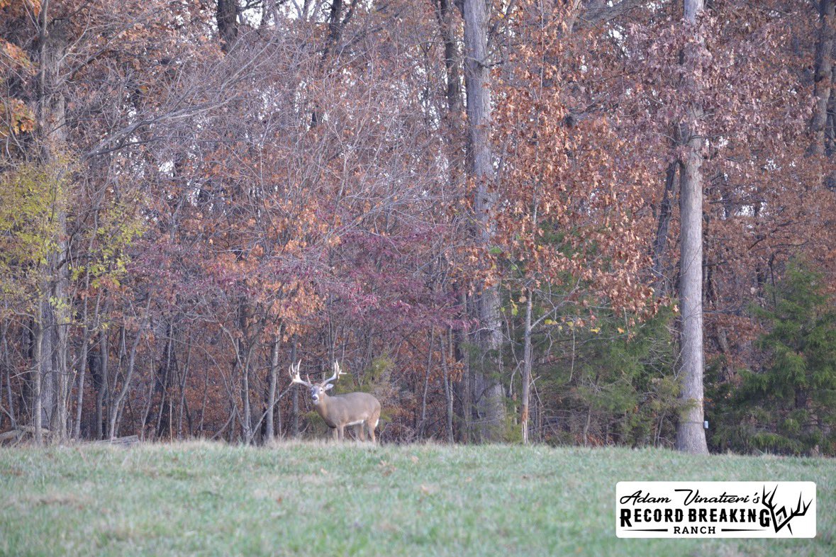 Record_Ranch's tweet photo. That rut has got them out and about everywhere at RBR!!
#recordbreakingranch #rutseason #ruttingbucks #huntingwhitetails #biggame https://t.co/LVJ8ZQfWDx