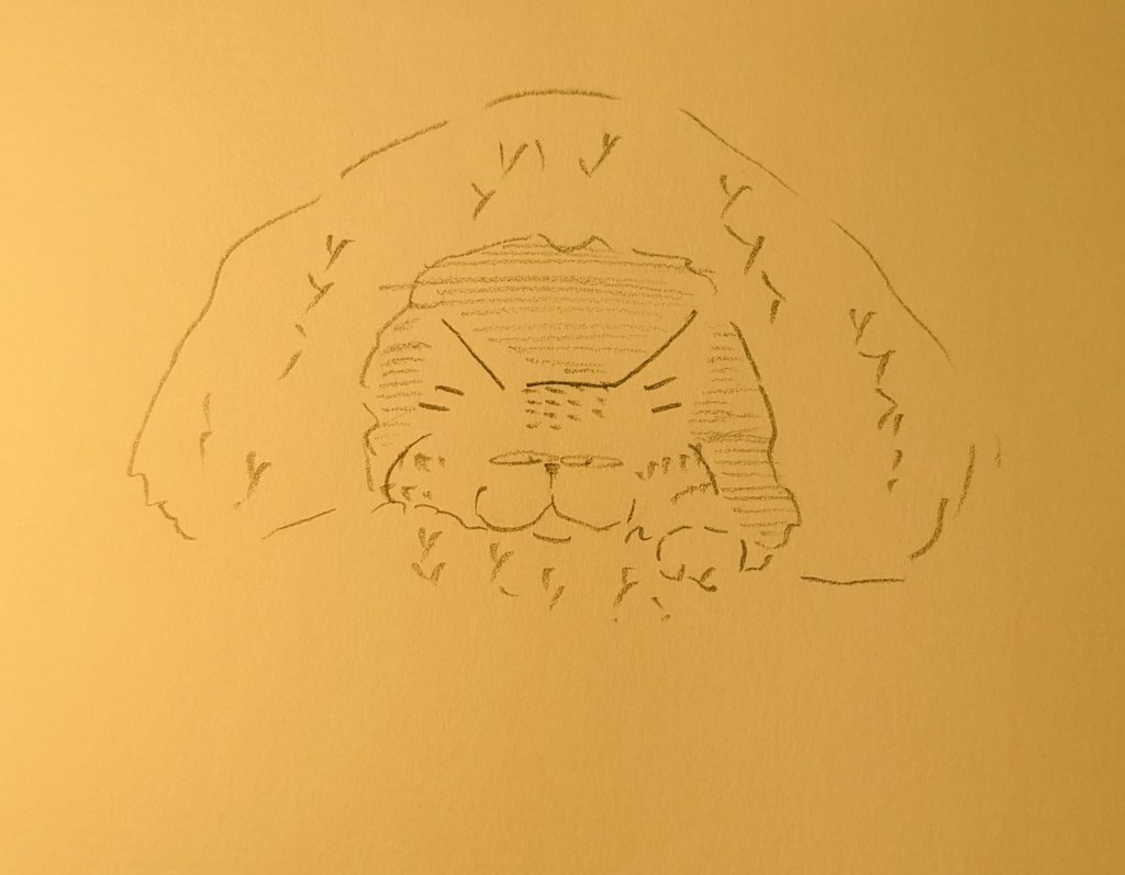 100grd's tweet image. 見下すネコ