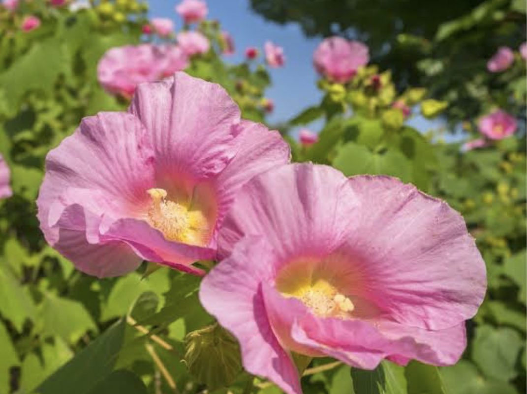 おはようございます✨

東京は☀️
今日の花はフヨウ🌼*･
花言葉は「繊細な美」「しとやかな恋人」
綺麗なピンクのお花ですね🥰

今日も一日よろしくお願いします！

#企業公式が毎朝地元の天気を言い合う
#企業公式秋のフォロー祭り
#企業公式相互フォロー