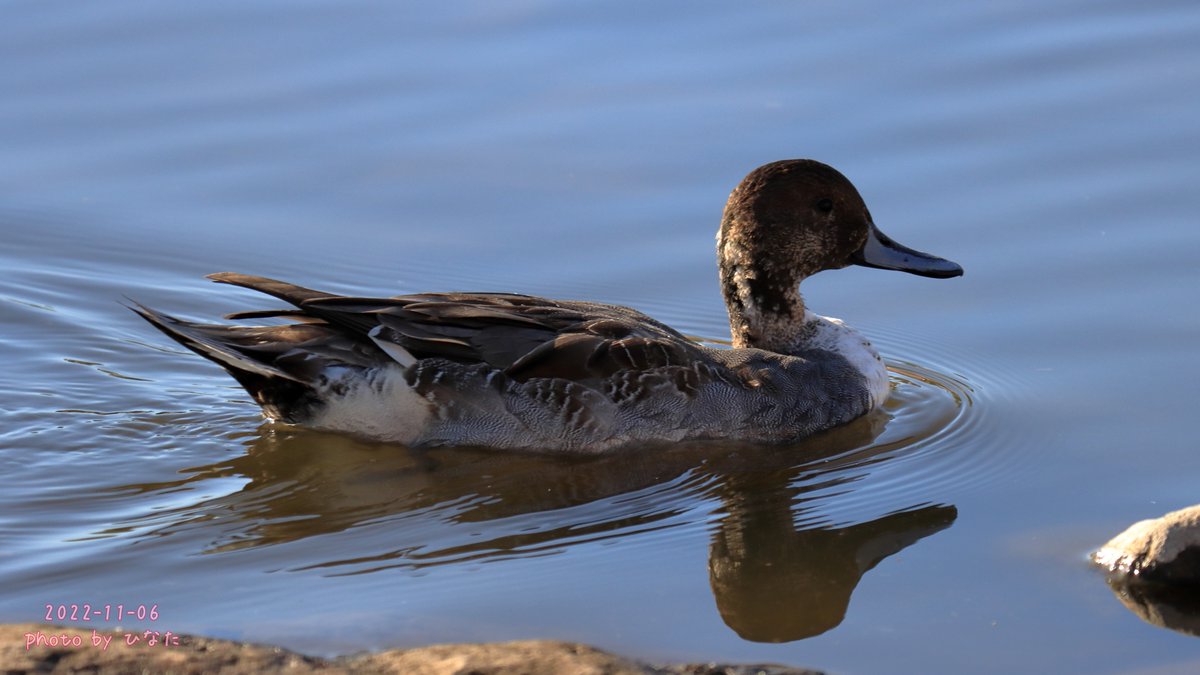 hinatalife3939's tweet photo. 手賀沼を泳いでいたオナガガモ♂♀さん🦆
♂はお着替え途中の個体も🦆
見た限りでは20羽は居なかったような🤔
2022年11月6日☀
#オナガガモ #カモは最高 #JBF2022 #ジャパンバードフェスティバル https://t.co/ETzK3ZbuXv