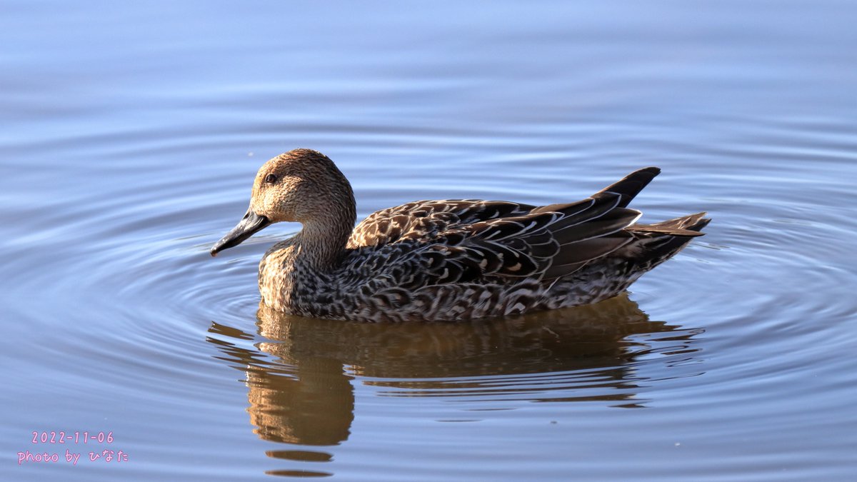 hinatalife3939's tweet photo. 手賀沼を泳いでいたオナガガモ♂♀さん🦆
♂はお着替え途中の個体も🦆
見た限りでは20羽は居なかったような🤔
2022年11月6日☀
#オナガガモ #カモは最高 #JBF2022 #ジャパンバードフェスティバル https://t.co/ETzK3ZbuXv