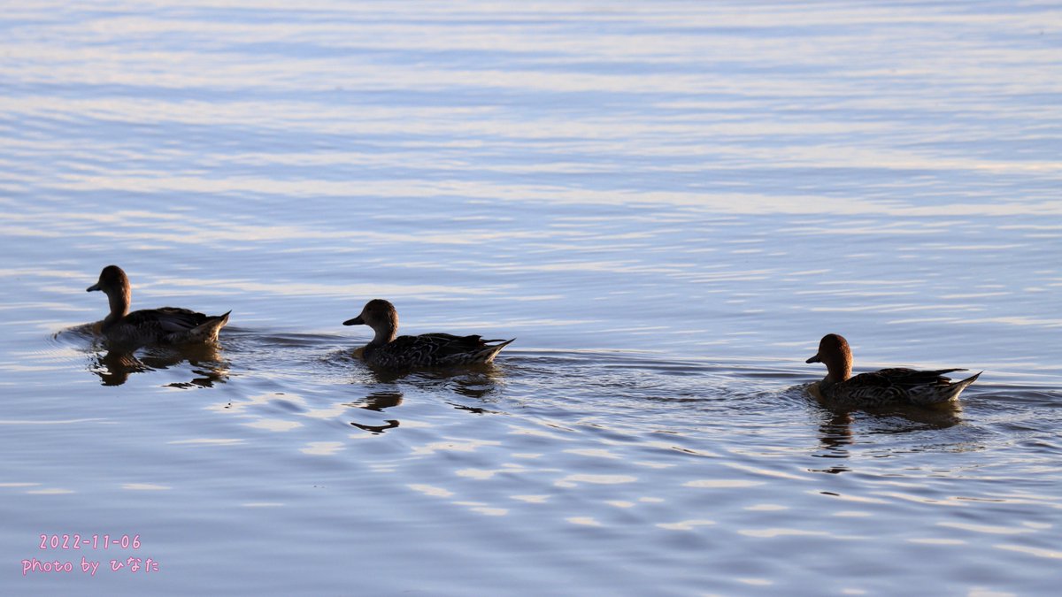 hinatalife3939's tweet photo. 手賀沼を泳いでいたオナガガモ♂♀さん🦆
♂はお着替え途中の個体も🦆
見た限りでは20羽は居なかったような🤔
2022年11月6日☀
#オナガガモ #カモは最高 #JBF2022 #ジャパンバードフェスティバル https://t.co/ETzK3ZbuXv