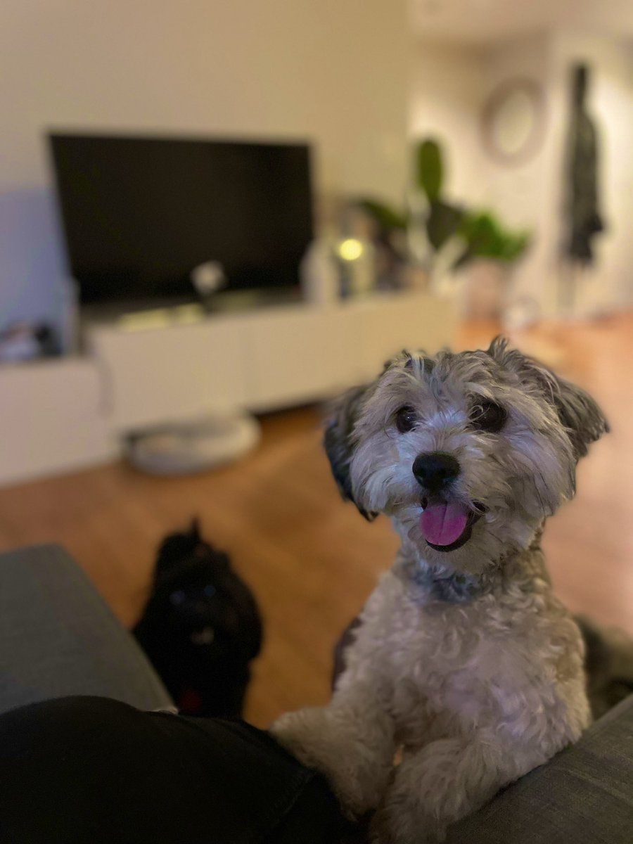 Hi #dogsoftwitter