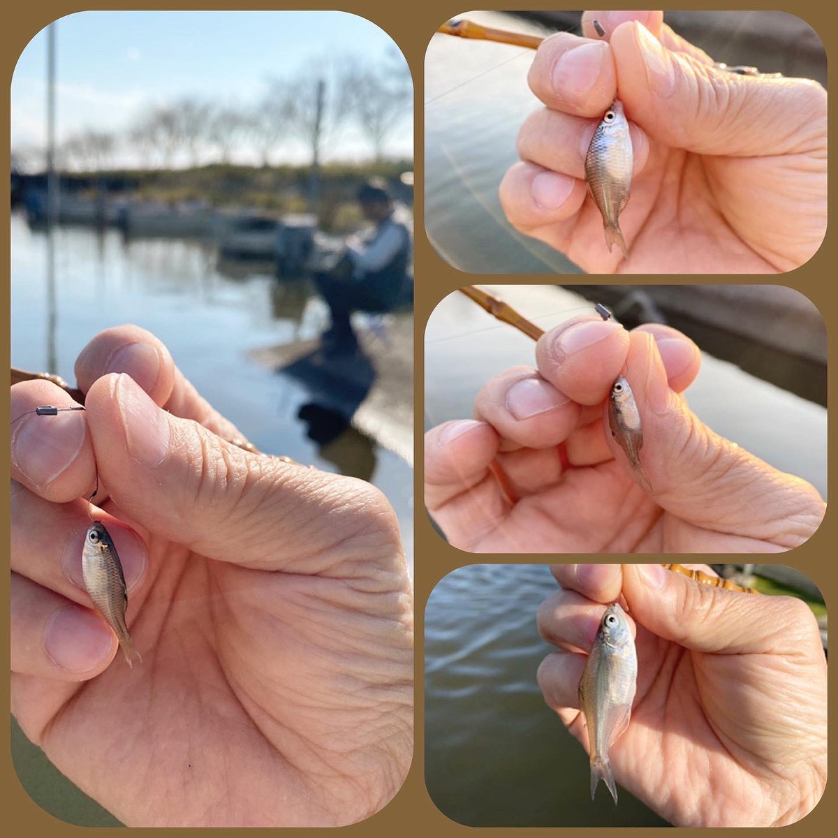 ikuotanaka2's tweet image. #KMOG #豆バラ #快晴 #のんびりと #晴房 #育房 #たなご釣り #タナゴ #JTFA #育房会 

小春日の
の〜んびり二人
タナゴ釣り

豆バラ楽しみました。😁👍