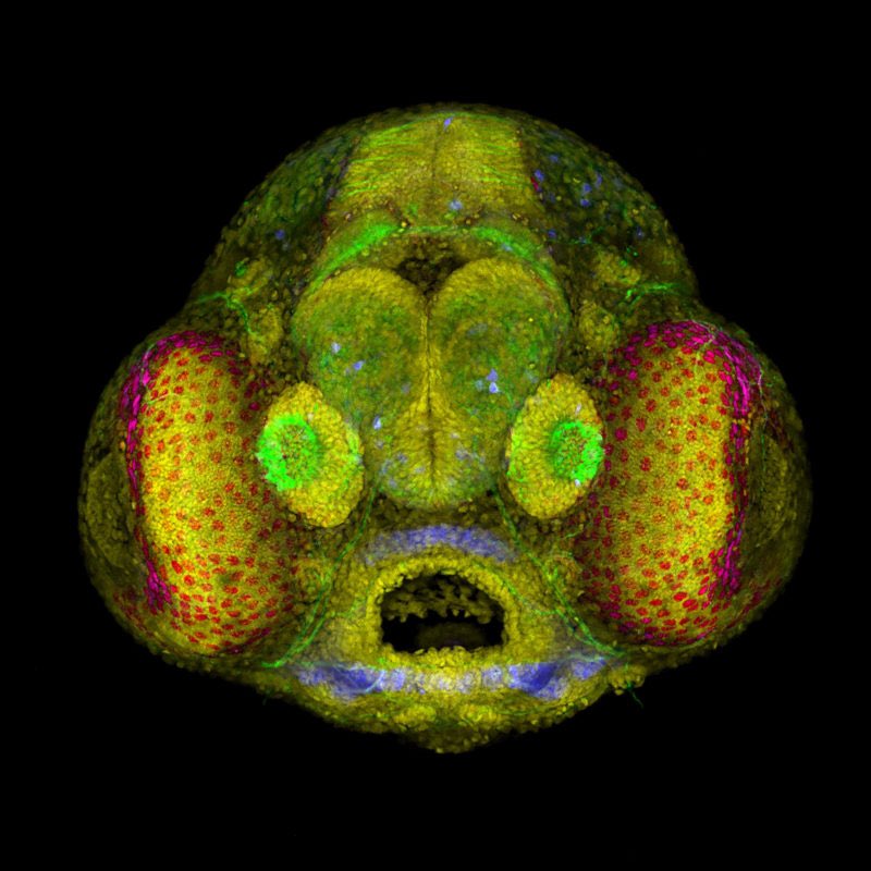 microscopic images. on Twitter: "microscopic image of a zebrafish
