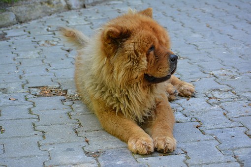 CybercanStore's tweet photo. El chow chow es conocido por tener la lengua de color azul. ¿Pero por qué? Algunas teorías dicen que es por falta de tirosina o exceso de melanina.
#DatosPerrunos #perritos #amorperruno #mascotasfelices https://t.co/8lbfs3BTE7