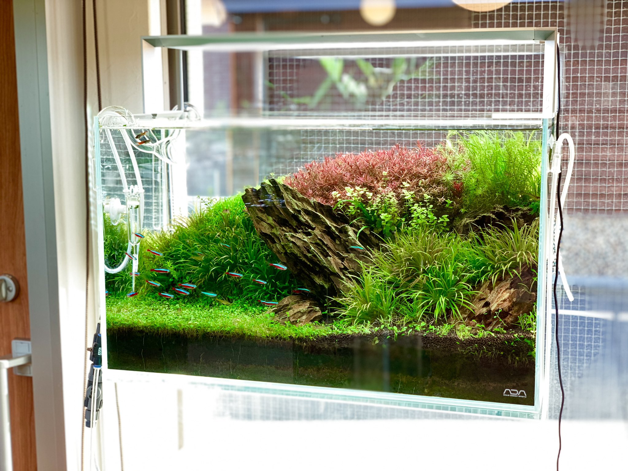 AQUASHOP wasabi 東京店（アクアショップワサビ） on X: 