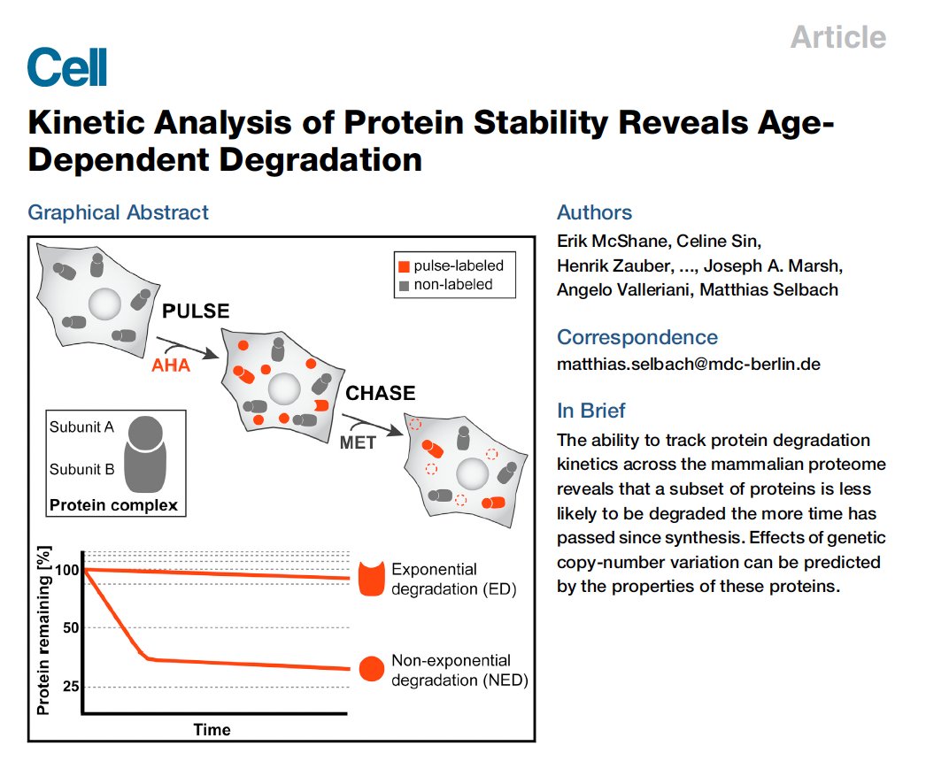 Prof. Nikolai Slavov (@slavov_n) on Twitter photo Do young and old protein molecules have the same probability to be degraded?
<a href="/ErikMcshane/">Erik McShane</a> and <a href="/SelbachLab/">Selbach Lab</a> investigated this question in a beautiful & rigorous study: cell.com/cell/fulltext/… Do young and old protein molecules have the same probability to be degraded?
<a href="/ErikMcshane/">Erik McShane</a> and <a href="/SelbachLab/">Selbach Lab</a> investigated this question in a beautiful & rigorous study: cell.com/cell/fulltext/…