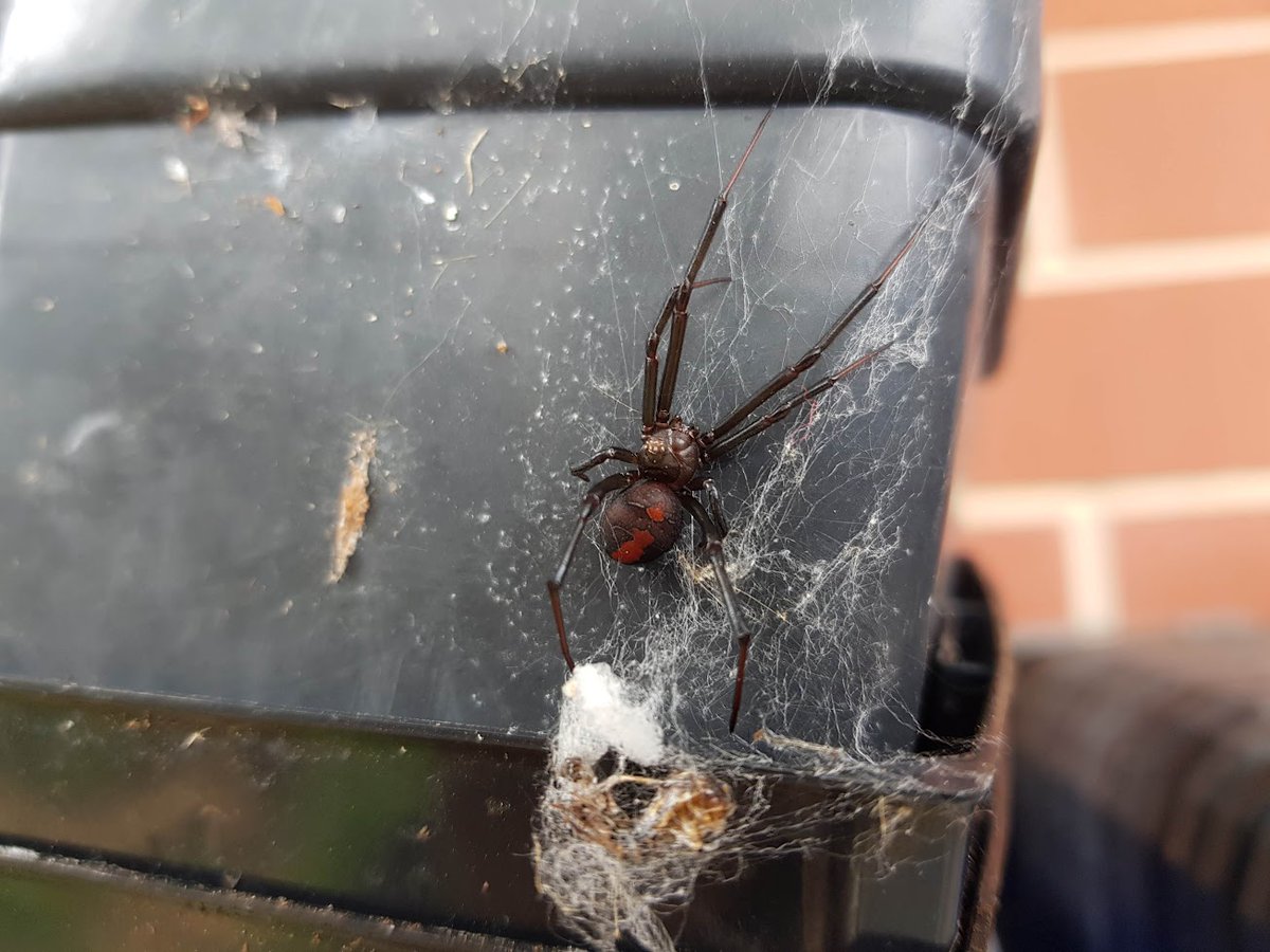 DarkHaikuMoon's tweet image. I love gardening
besides the pricks and spikes
of cactus dreaming
besides the dangerous wildlife
prowling
I think it's a redback
basking in the sun

#Adelaide #JoysOfGardening