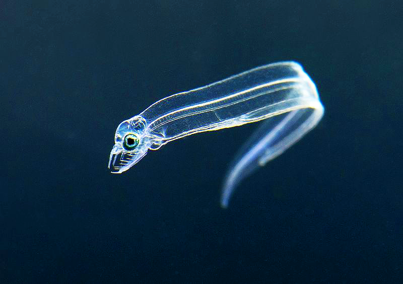 Baby moray eel starter kits seem to be just eyes and teeth.