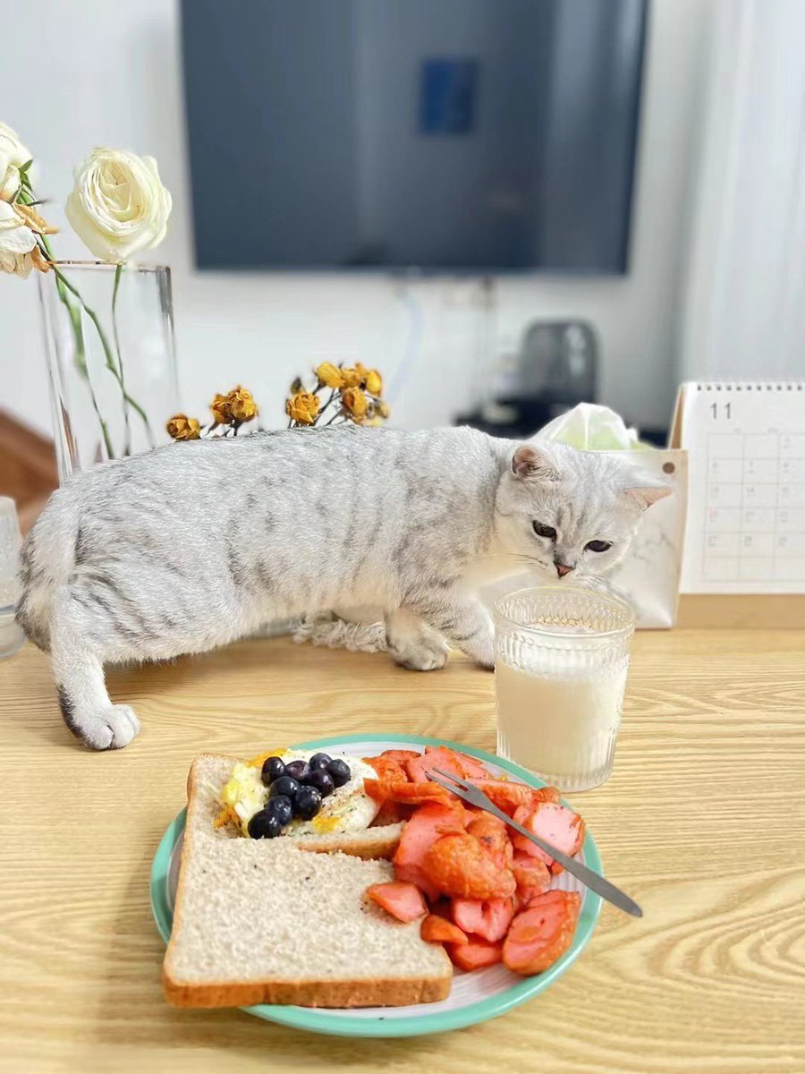 GM😃
白猫与白玫瑰