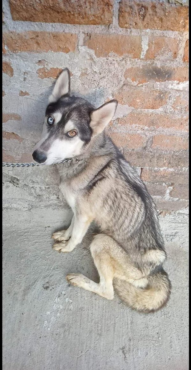 Danaee66's tweet photo. Esta perrita esta buscando un hogar, que la cuiden y quieran mucho, esta en la CDMX #AdoptaNoCompres #perritos #ayuda https://t.co/a8l7NcnY99