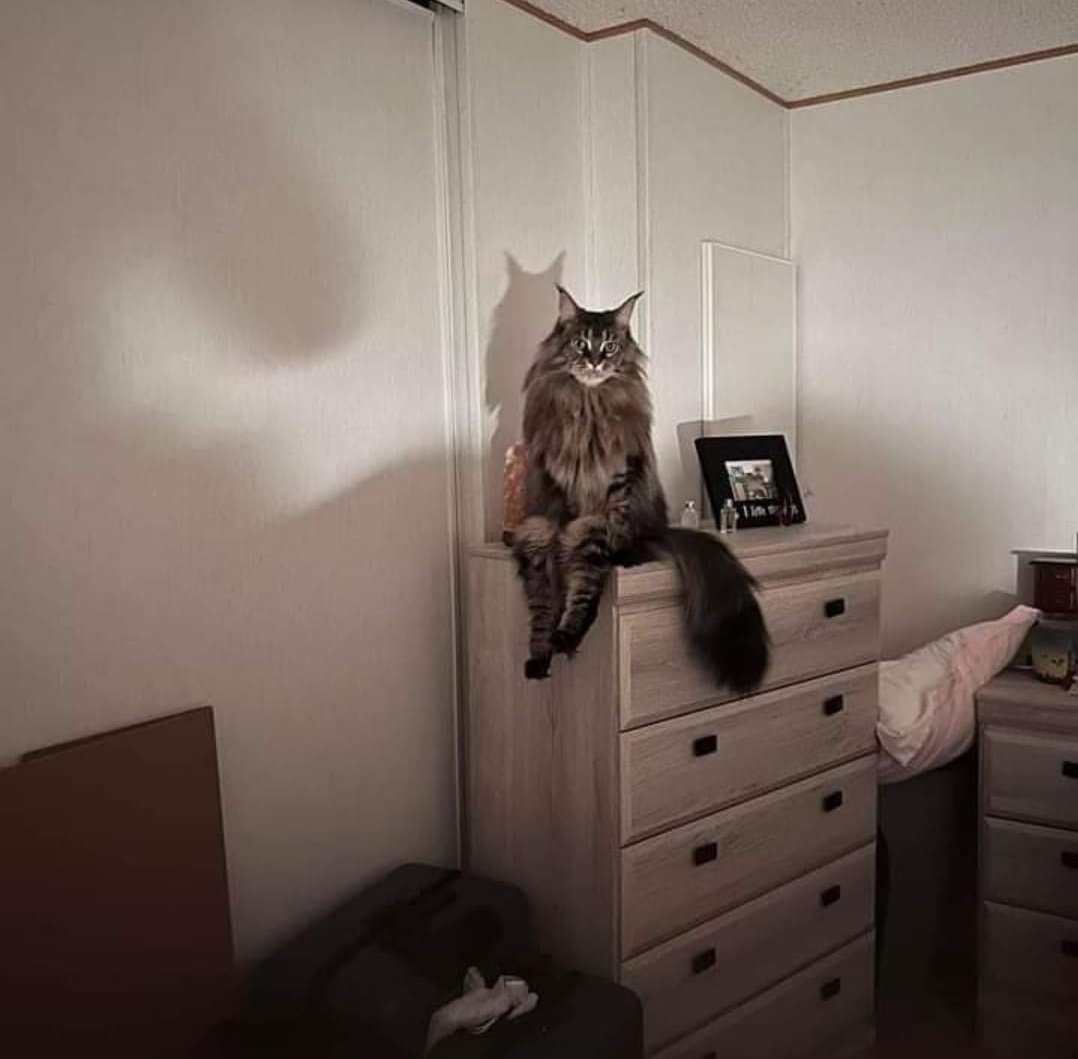 Нервный кот