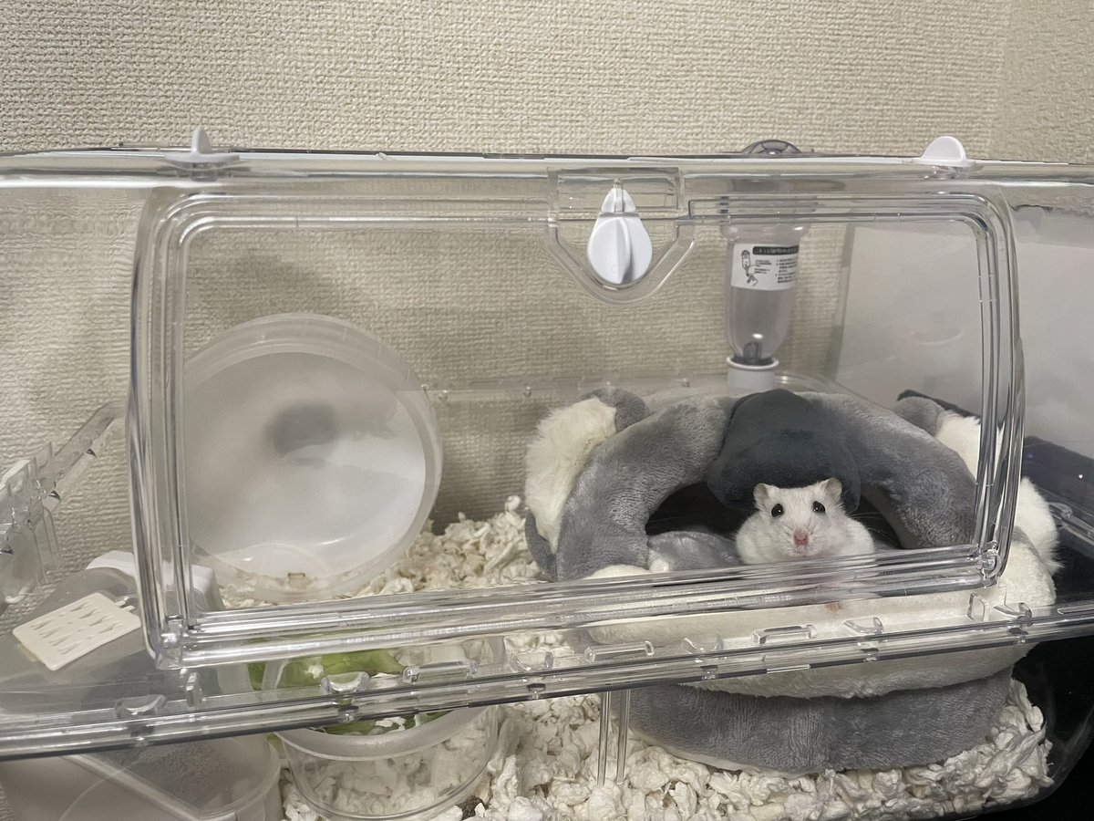 ハムの冬用のベッドを新しくしたのですが（頂き物）、さすがに大き過ぎますよね！？回し車との比率がおかしなことになってます🤣
カメラ目線でかわいい