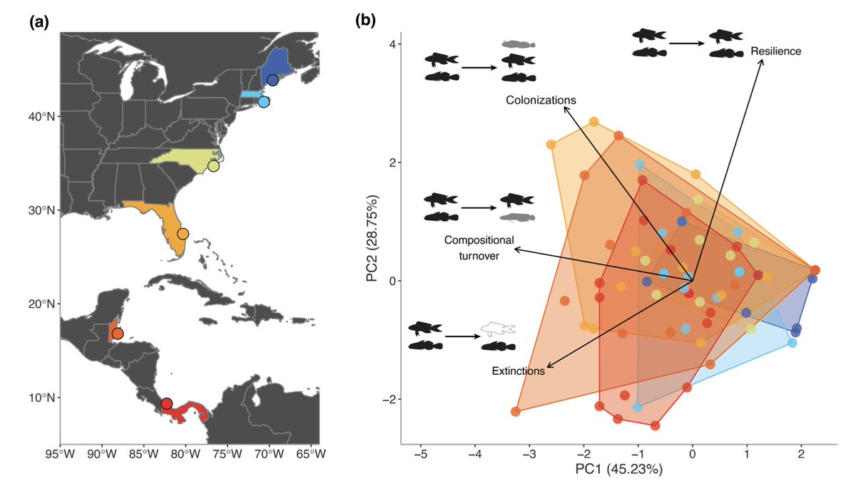 How does habitat loss impact biodiversity across a latitudinal gradient? In our new study, we were surprised to find that high cryptobenthic fish biodiversity does not translate to higher stability after disturbance. onlinelibrary.wiley.com/doi/10.1111/ge…