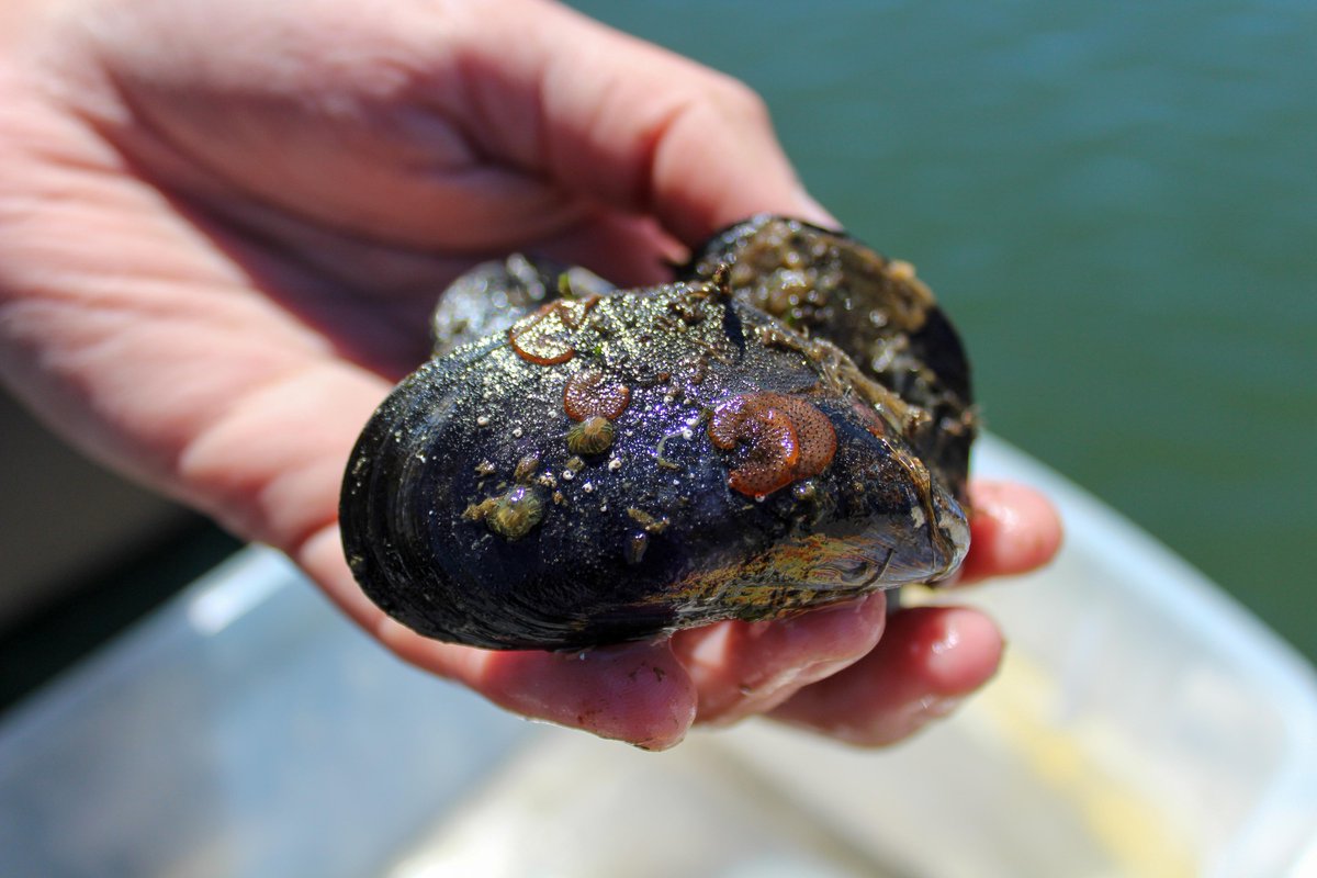 SmithsonianEnv on Twitter "WildlifeWednesday Take a close look at
