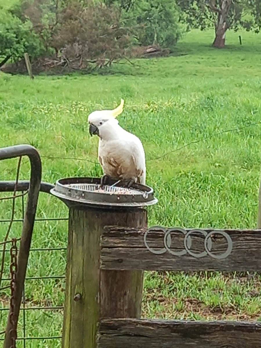 Donna_Edge_'s tweet photo. Dairylicious Farm Fudge  
Where the wildlife is almost as good as the Fudge!
#12apostlesfoodartisians 
#OtwayHarvestTrail
#Greatopia https://t.co/lHVEYs959L