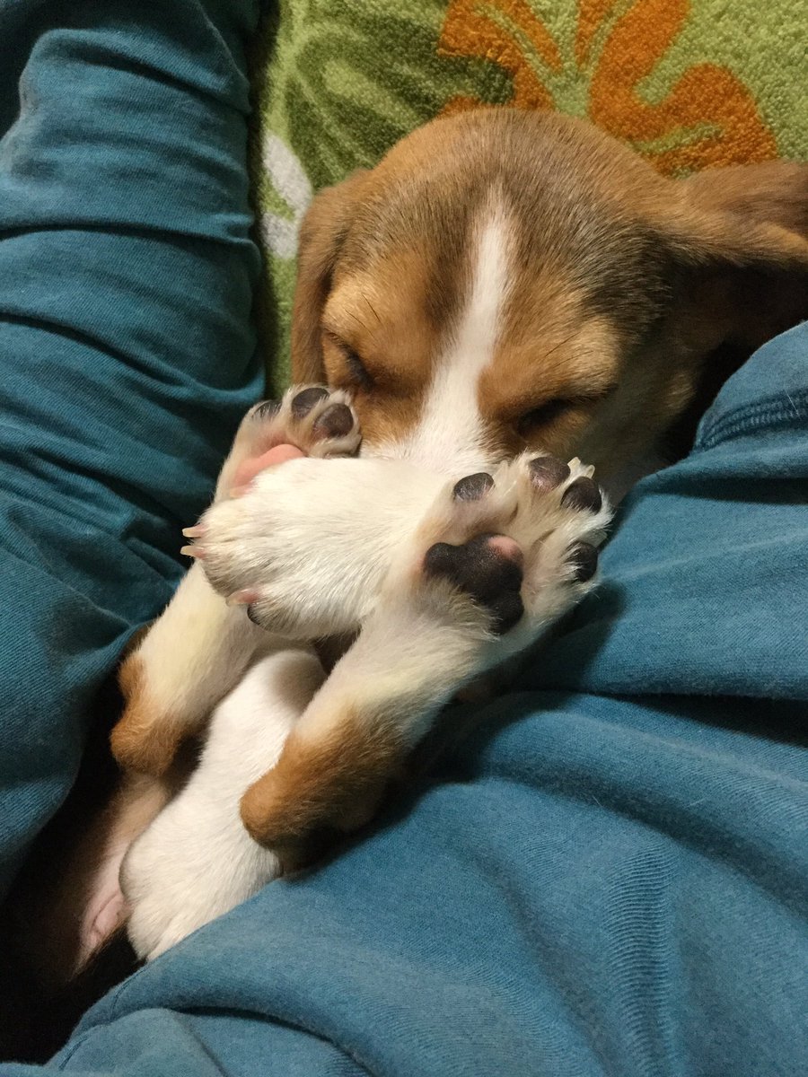 腕と身体の間にコロン💤
#beagle #ビーグル #snoopy #スヌーピー #puppy #お迎えした頃の自慢の一枚見せて #お迎えした頃の自慢の1枚見せて