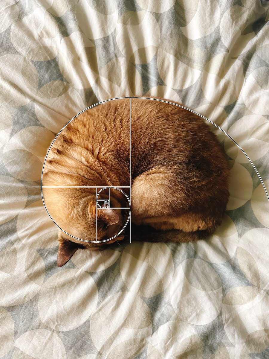 TagoFabic's tweet photo. @DontShowYourCat https://t.co/jnQxUj0TsH