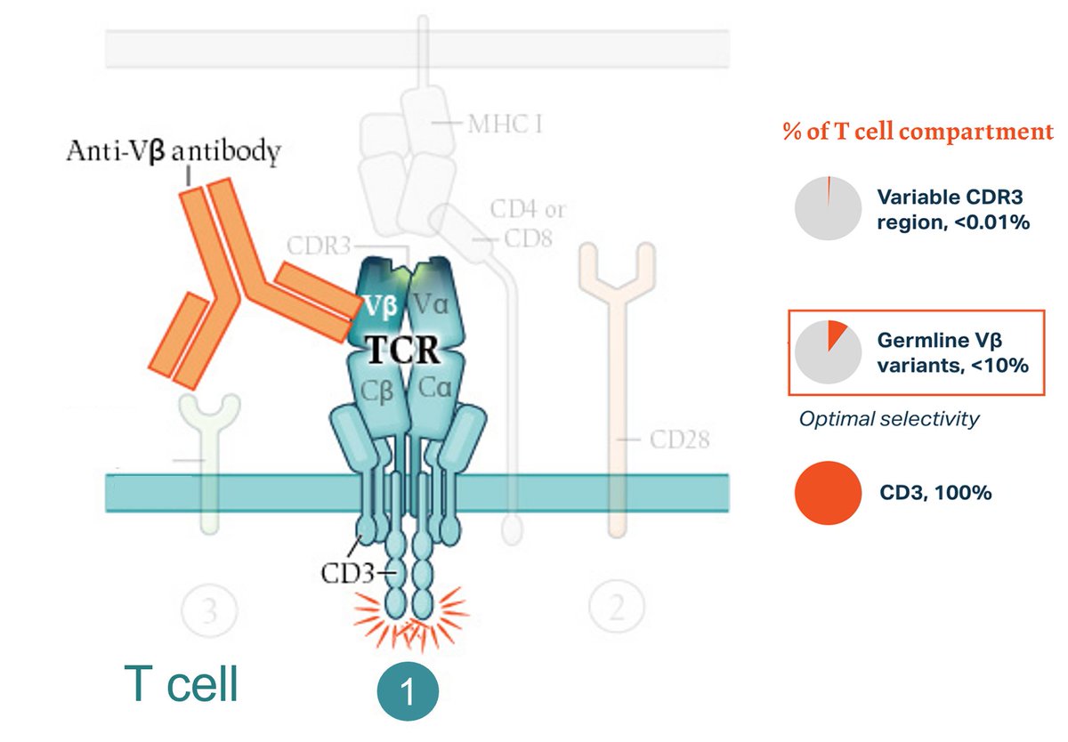 @gulleyj1 (@gulleyj1) on Twitter photo #SITC22 I am delighted to introduce to you STAR0602, a novel, bispecific T-cell receptor (TCR) agonist antibody that selectively targets and activates a subset of Vβ T-cells. It has just been cleared for a clinical trial (NCT05592626) that we plan to open at <a href="/theNCI/">National Cancer Institute</a>. #SITC22 I am delighted to introduce to you STAR0602, a novel, bispecific T-cell receptor (TCR) agonist antibody that selectively targets and activates a subset of Vβ T-cells. It has just been cleared for a clinical trial (NCT05592626) that we plan to open at <a href="/theNCI/">National Cancer Institute</a>.