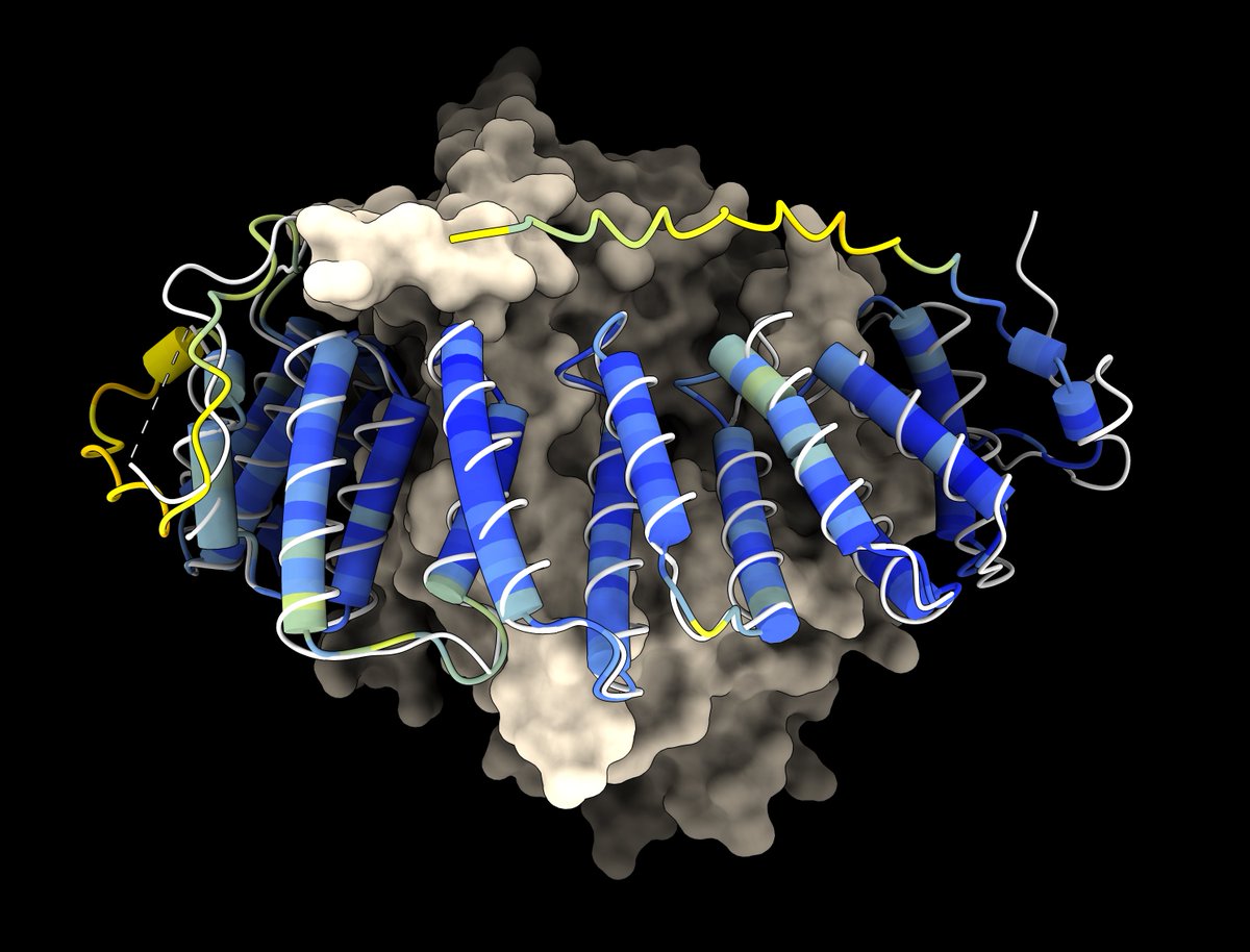 You can predict protein structures with ESMFold from ChimeraX (November 9 daily build or newer). The image shows farnesyltransferase subunit alpha predicted in blue compared to experiment in white. Details here rbvi.ucsf.edu/chimerax/data/…