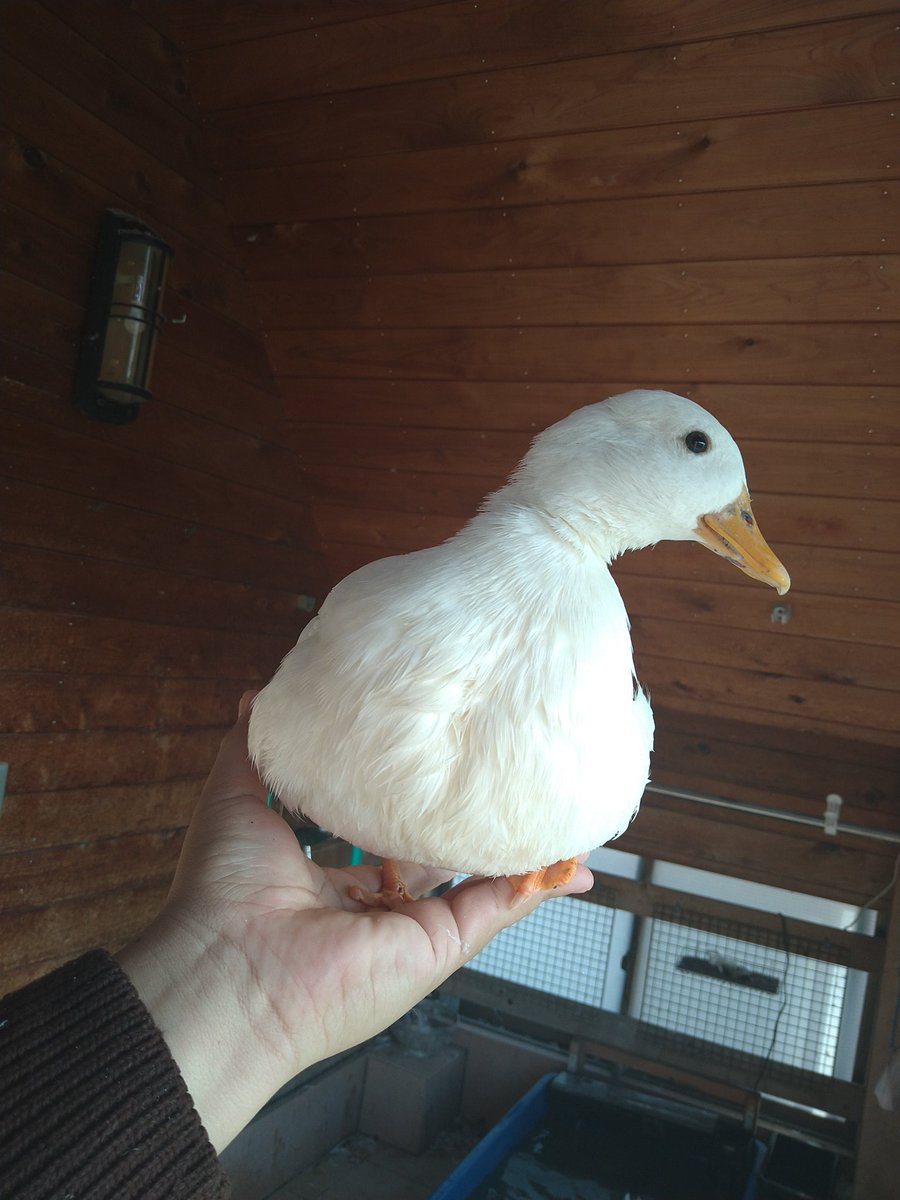 callduck_nosuke's tweet photo. おへんたいの視線を察知したあひる https://t.co/HNzr80laVo