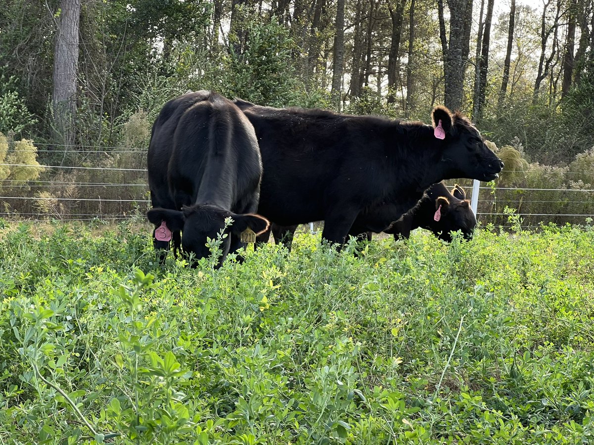 DrJJTuga's tweet photo. It’s been a busy week at the #BetterGrazingProgram - Hosted two high school groups - did double weights to end our grazing study - and prepped for Nicole’s arrival….And it’s only Wednesday! #UGABeef #UGAResearch #Alfalfa #HoleyCows #NiftyTifty https://t.co/VkPqgG3O6A