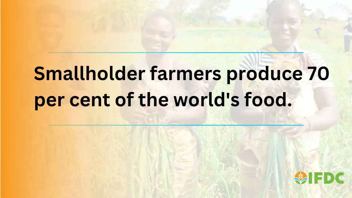 #SmallHolderFarmers play a key role in the dilemma of feeding our world.  With a rising population &amp; a high demand on #FoodProduction, our world is looking for solutions to increase production.  

Read more on the impact of Buzi #farmers on production: ifdc.org/2022/05/23/hyb…