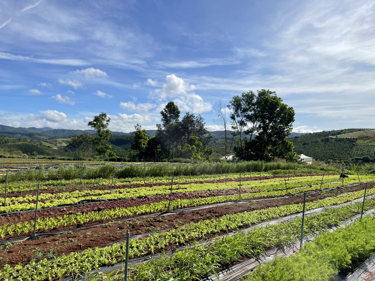 HTran215's tweet photo. My new farm life. Beautiful day on the field. Organic fresh produce https://t.co/Oi0QUF8e8A https://t.co/estNkEawvx