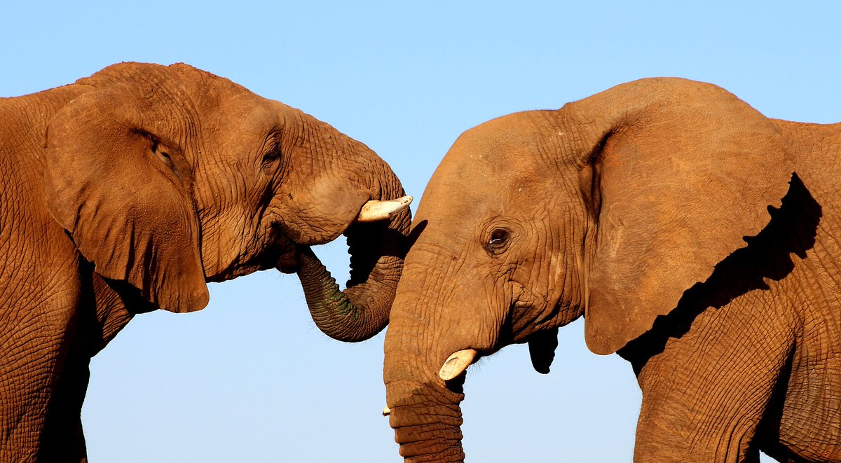 jadiesandy's tweet photo. 🐘🐘GM everyone 🐘🐘

Woohoo we are ready to mint our new collection, The Elephant In The Room, tomorrow 8pm SAST !🎉🌸✨ 

There are only 6 photographic NFTs in the collection so be sure to stay tuned to grab one ! 🎉

Here are some little reveals !! Much love to you all ! ❤❤ https://t.co/qMAzEmh9xx