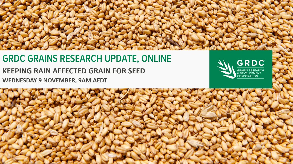 Missed yesterday's webinar on keeping rain affected grain for seed with @rebetzke_0 @Master4Colin @NSWDPI_AGRONOMY Leah Petrie and Angus Woods? Recording is now up on the GRDC website here: bit.ly/3FZa87T #GRDCUpdates