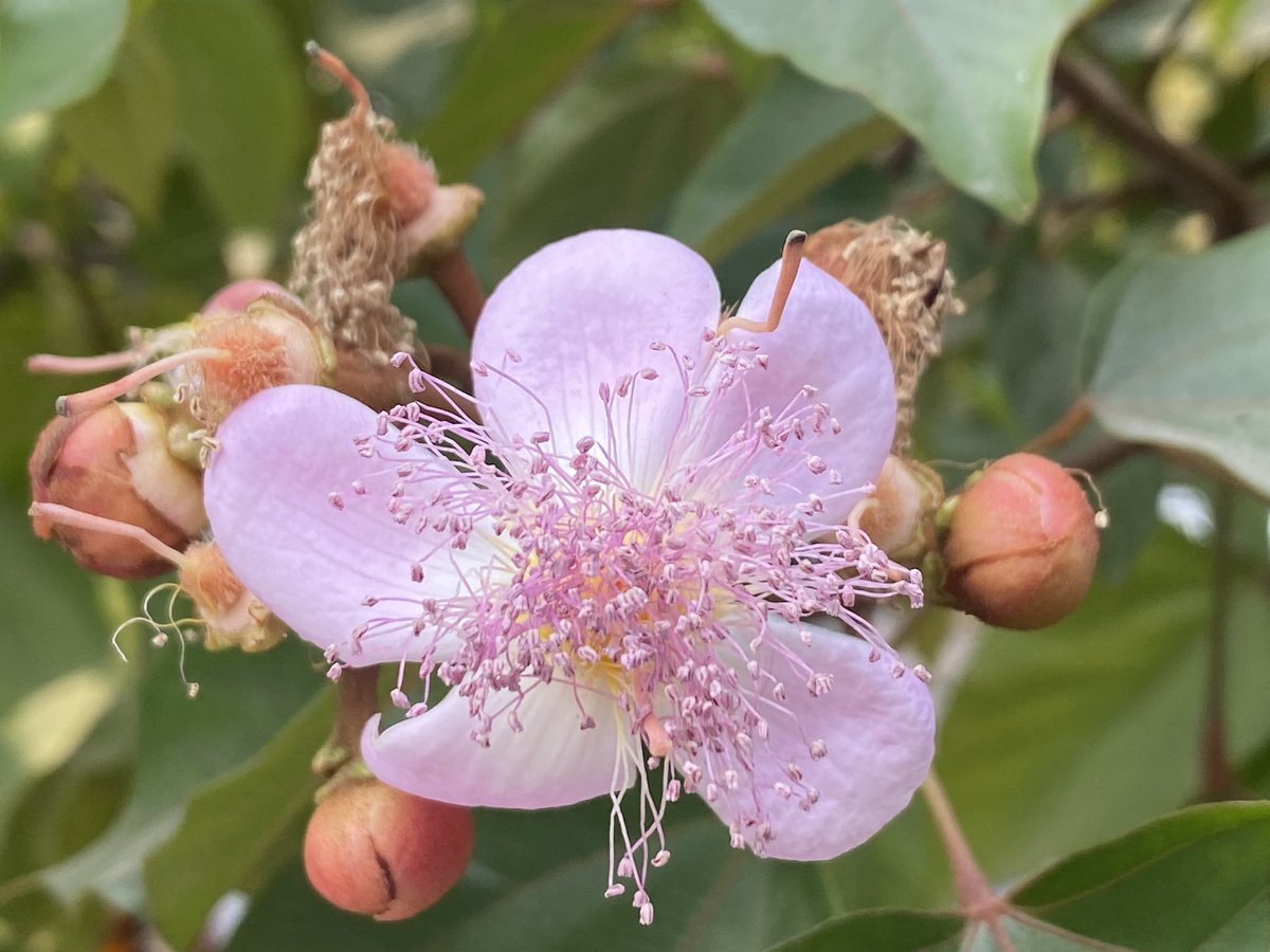 EvolveLeadLove's tweet image. Lipstick tree/Sinduri/BixaOrellana 

Sacred Sindoor tree is flowering and the flowers are attracting bees and butterflies .
Have you seen it near you?

Its red colour is used to ward off evil spirits and illnesses.

#TreeStories #Flowers #Happiness