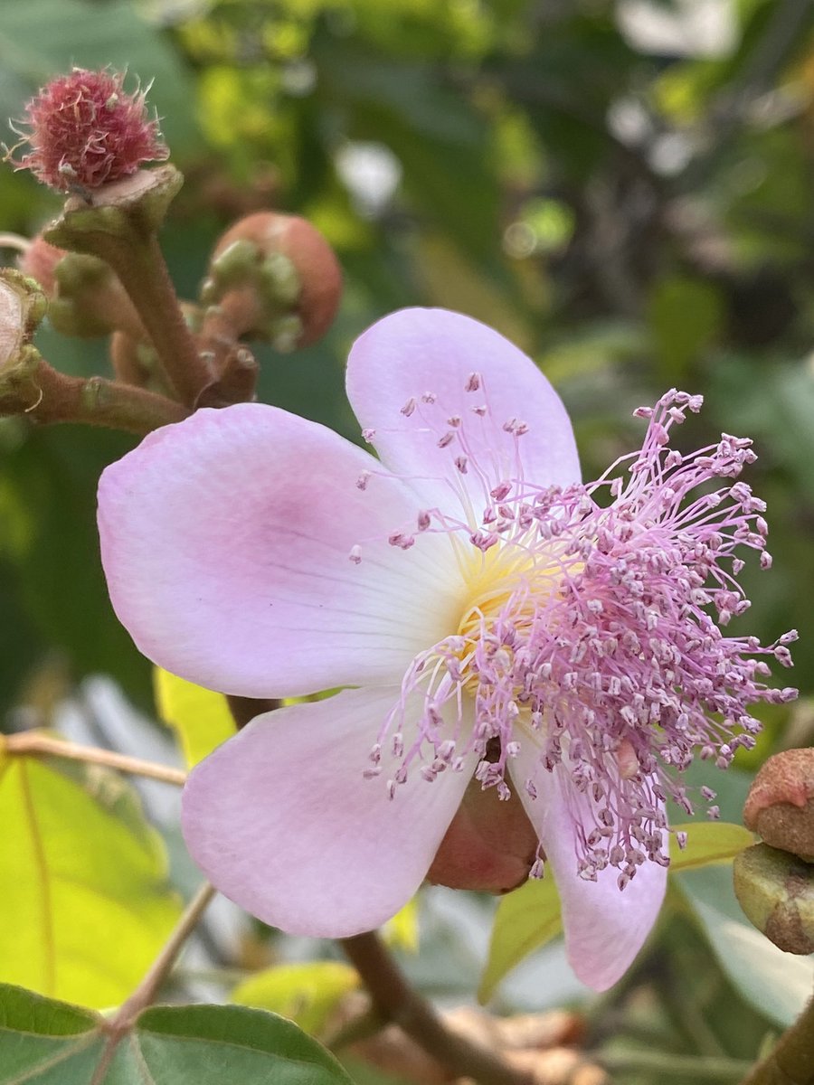 EvolveLeadLove's tweet image. Lipstick tree/Sinduri/BixaOrellana 

Sacred Sindoor tree is flowering and the flowers are attracting bees and butterflies .
Have you seen it near you?

Its red colour is used to ward off evil spirits and illnesses.

#TreeStories #Flowers #Happiness
